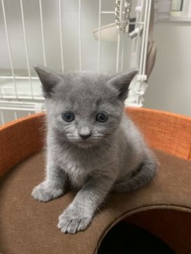 ロシアンブルー【奈良県・女の子・2022年1月16日・ブルー（ショート）】の写真「食欲旺盛
元気な女の子」