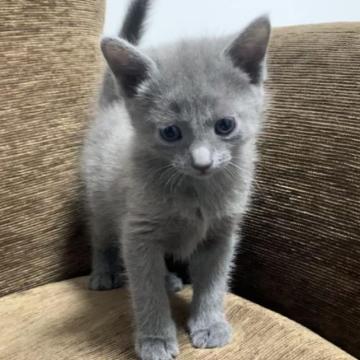 ロシアンブルー【奈良県・男の子・2022年11月26日・ブルー（ショート）】の写真「まんまるで可愛いらしい目👀」