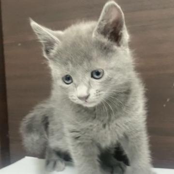 ロシアンブルー【奈良県・男の子・2022年11月8日・ブルー（ショート）】の写真「目がまんまるでとても可愛いです。」