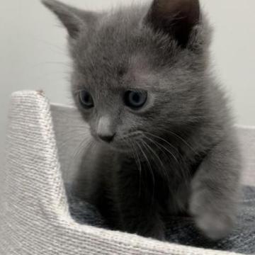 ロシアンブルー【奈良県・男の子・2022年12月6日・ブルー（ショート）】の写真「可愛いらしい目😊」