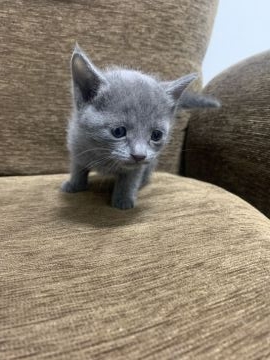 ロシアンブルー【奈良県・男の子・2022年2月13日・ブルー（ショート）】の写真「大人しくて愛らしい顔立ちです。」