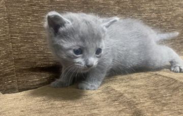 ロシアンブルー【奈良県・女の子・2022年2月10日・ブルー（ショート）】の写真「柔らかい顔立ち
甘えん坊でおとなしい性格」