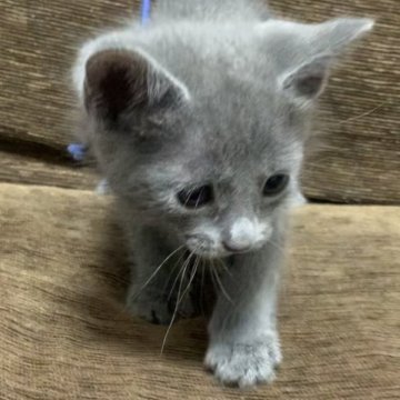 ロシアンブルー【奈良県・男の子・2023年4月12日・ブルー（ショート）】の写真「甘えたでとてもハンサムです🐱」