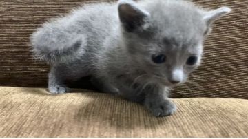 ロシアンブルー【奈良県・男の子・2022年5月4日・ブルー（ショート）】の写真「とても優しくて可愛いらしい男の子です」