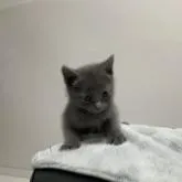 ロシアンブルー【奈良県・女の子・2022年7月10日・ブルー】の写真5