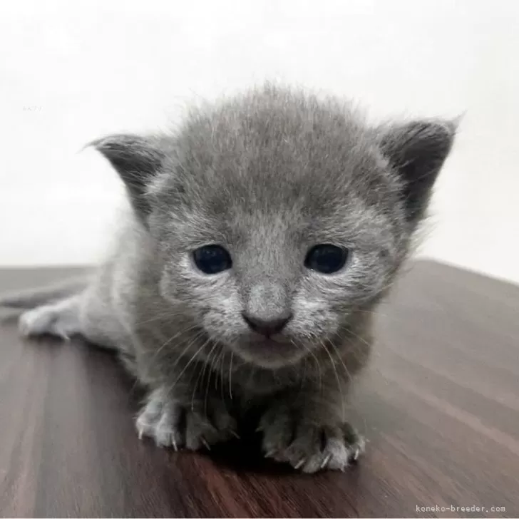 ロシアンブルー【奈良県・男の子・2025年4月11日・ブルー】の写真1「超イケメンくん🐱」