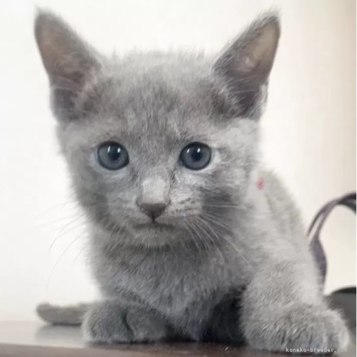 もか 様のお迎えした子猫