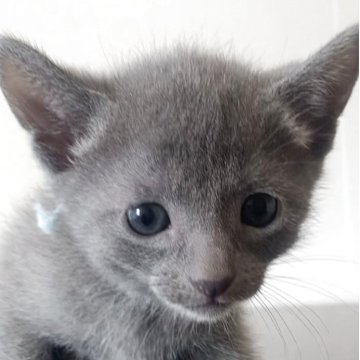 ロシアンブルー【奈良県・男の子・2025年8月14日・ブルー（ショート）】の写真「垂れ目がとっても可愛い🐱🐱」