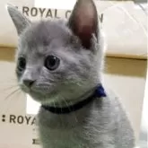 ロシアンブルー