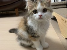 スコティッシュストレート【・女の子・2023年10月25日・ブラウントーティー&ホワイト】「子猫の時🐱」