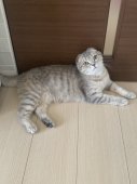 スコティッシュフォールド【・女の子・2023年9月23日・BLUE PATCHED TABBY】