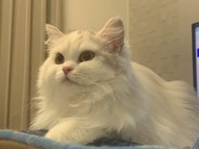 スコティッシュストレート【・女の子・2023年9月14日・ダイリュートキャリコ】