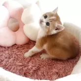 スコティッシュストレート【愛媛県・男の子・2025年10月7日・レッドマッカレルタビー&ホワイト】の写真10