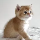 スコティッシュストレート【愛媛県・男の子・2025年10月8日・レッドタビー】の写真10