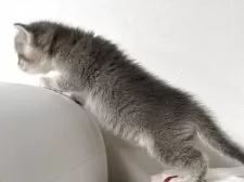 スコティッシュストレート【愛媛県・女の子・2025年10月22日・ブルータビー&ホワイト】の写真14