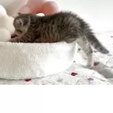 スコティッシュストレート【愛媛県・女の子・2025年10月22日・ブルーマッカレルタビー】の写真11