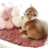 スコティッシュストレート【愛媛県・男の子・2025年10月7日・レッドマッカレルタビー&ホワイト】の写真11