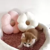 スコティッシュストレート【愛媛県・男の子・2025年10月7日・レッドマッカレルタビー&ホワイト】の写真12