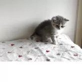 スコティッシュストレート【愛媛県・女の子・2025年10月22日・ブルーマッカレルタビー】の写真12