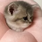 スコティッシュストレート【愛媛県・女の子・2025年10月22日・ブルータビー&ホワイト】の写真12