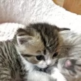 スコティッシュストレート【愛媛県・男の子・2025年10月22日・ブラウンマッカレルタビー&ホワイト】の写真14