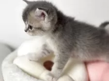 スコティッシュストレート【愛媛県・女の子・2025年10月22日・ブルータビー&ホワイト】の写真15