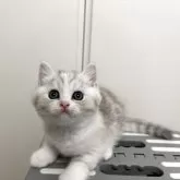 スコティッシュストレート【愛媛県・女の子・2025年3月10日・ブラウンマッカレルトービー&ホワイト】の写真15