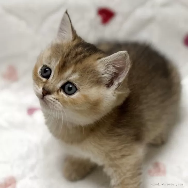 ID:2504-02447の子猫