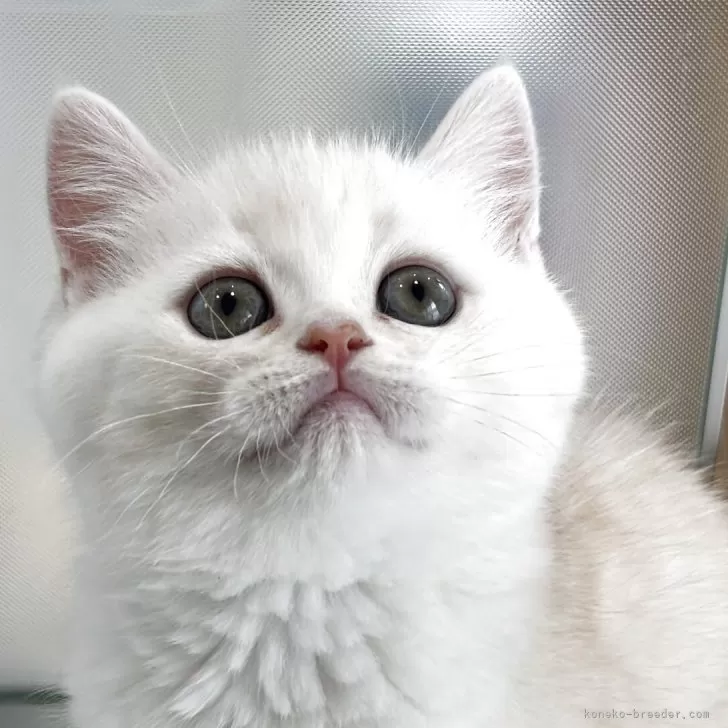 ID：2505-00191の子猫