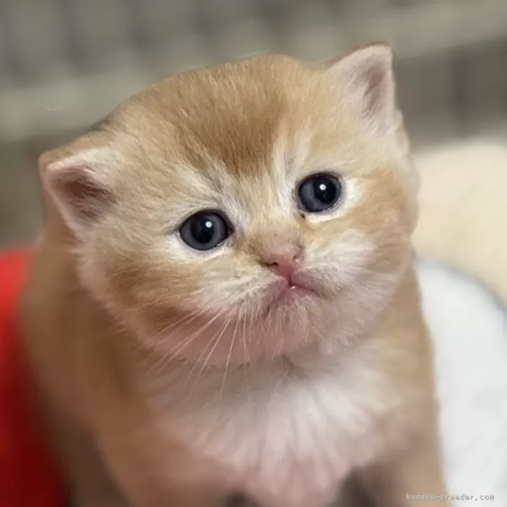 ID：2503-02400の子猫