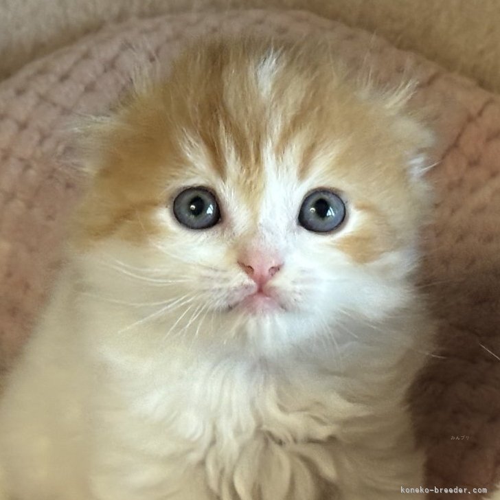 ブリーダー画像