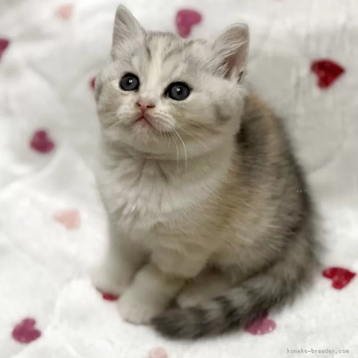 K.H 様のお迎えした子猫