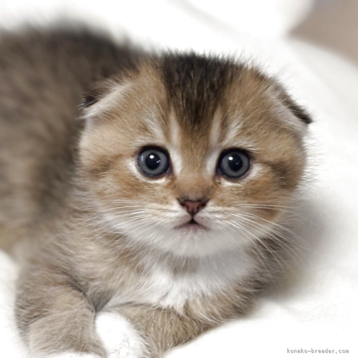 ブリーダー画像