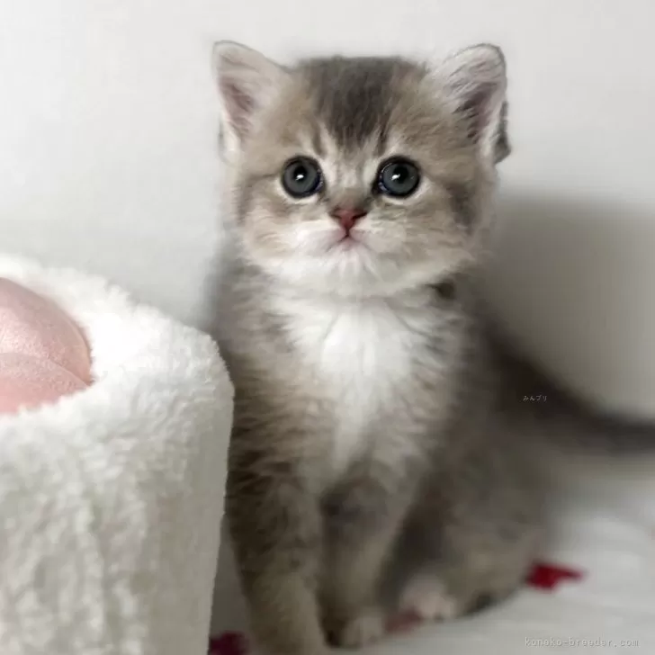 スコティッシュストレート【愛媛県・女の子・2025年10月22日・ブルータビー&amp;ホワイト】の写真1