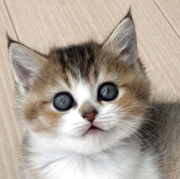 スコティッシュストレート【愛媛県・男の子・2025年10月7日・ブラウンマッカレルタビー&ホワイト（ショート）】の写真「お鼻の可愛い男の子❣️」