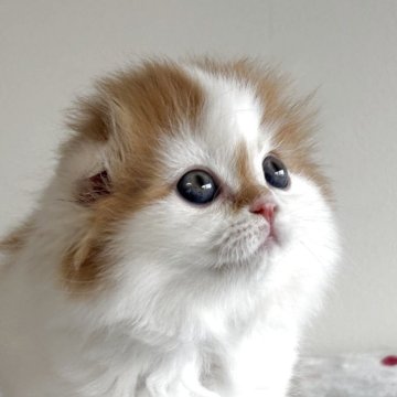 スコティッシュフォールド(折れ耳)【愛媛県・男の子・2025年10月1日・レッドタビー&ホワイト（ロング）】の写真「甘えたさんな男の子❣️
掲載は11月27日まで」