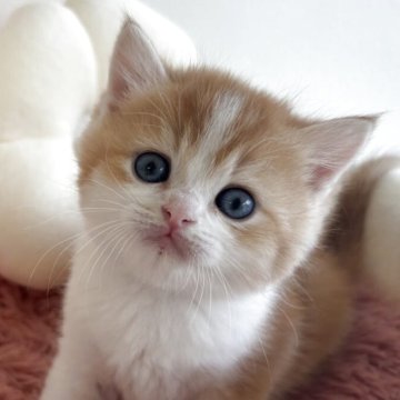 スコティッシュストレート【愛媛県・男の子・2025年10月7日・レッドマッカレルタビー&ホワイト（ショート）】の写真「可愛い男の子❣️」