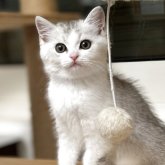 スコティッシュストレート