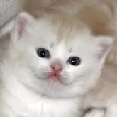 スコティッシュストレート