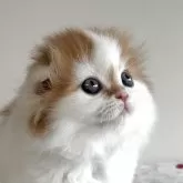 スコティッシュフォールド(折れ耳)