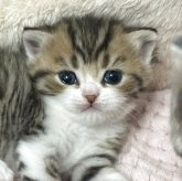 スコティッシュストレート