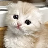 スコティッシュフォールド(折れ耳)