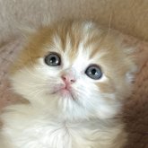 スコティッシュフォールド(折れ耳)
