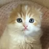 スコティッシュフォールド(折れ耳)