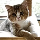 スコティッシュストレート