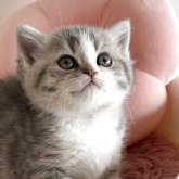 スコティッシュストレート