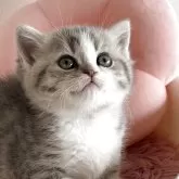 スコティッシュストレート