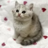 スコティッシュストレート