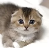 スコティッシュフォールド(折れ耳)