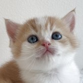 スコティッシュストレート